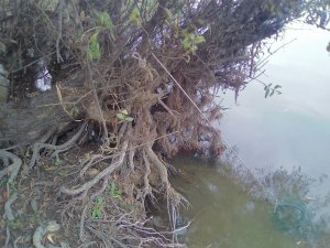 IMG_20171001_084118.jpg