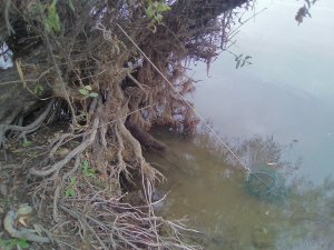 IMG_20171001_084133.jpg