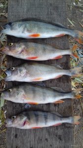 20171006_154130.jpg