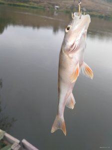 IMG_20171005_083916.jpg