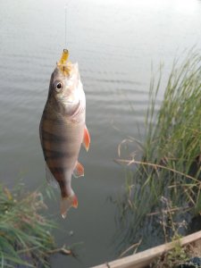 IMG_20171005_092458.jpg