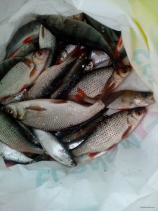 IMG_20171007_162736_1CS.jpg
