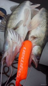 IMG_20171007_163411.jpg
