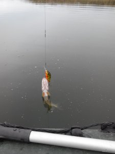 IMG_20171007_152141.jpg