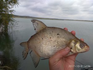 IMG_20171009_142641.jpg