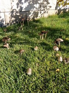 IMG_20171010_112432.jpg