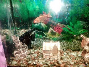IMG_20171012_215202.jpg
