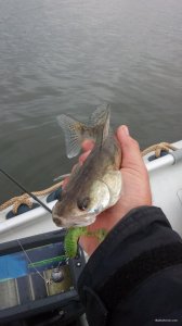 IMG_20171012_144743.jpg
