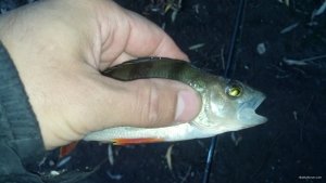 IMG_20171016_171315_123.jpg