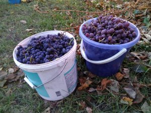 IMG_20171016_164809.jpg