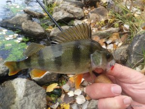 20171019_115121.jpg