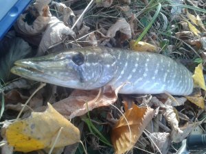 20171021_111534.jpg