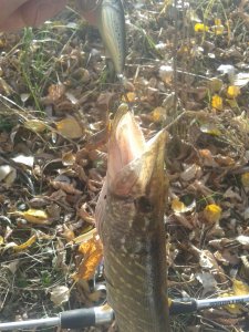 20171021_111851.jpg