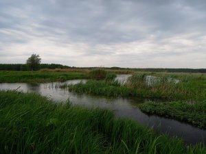 Мжа013.jpg