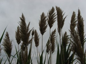 IMG_3724.JPG
