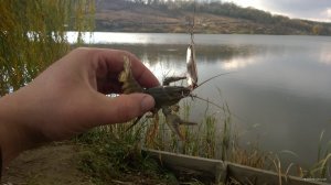 WP_20171022_009[1].jpg