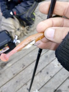 IMG_20171023_143828.jpg