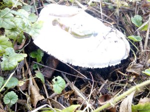 IMG_20171023_142536.jpg