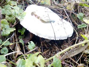 IMG_20171023_142658.jpg