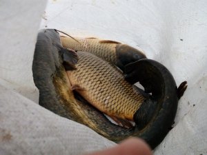 IMG_20171023_172954.jpg