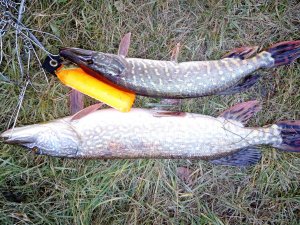IMG_20171023_171405.jpg