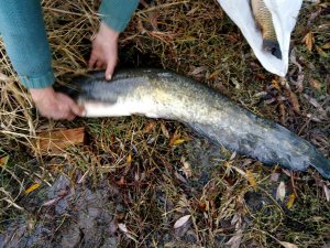 IMG_20171023_172858.jpg