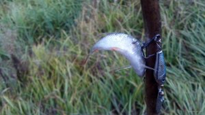 IMG_20171022_083811_709.jpg