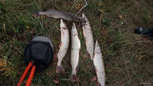 IMG_20171021_155647.jpg