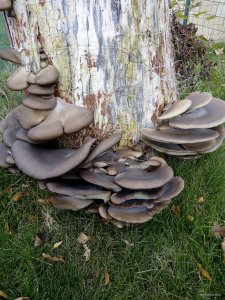 IMG_20171024_091105.jpg