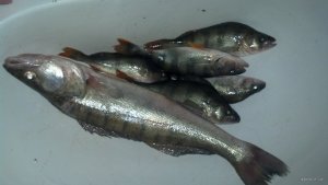 IMG_20171028_173006_477.jpg