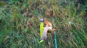 WP_20171028_007[1].jpg