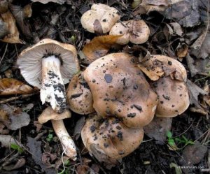 Tricholoma_populinum_1_OK_20051118.jpg