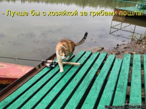 kotomatritsa_cu.jpg