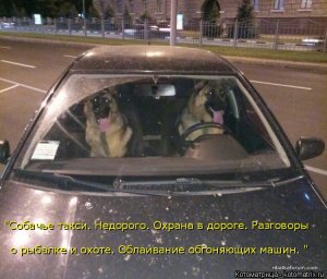 kotomatritsa_Z.jpg