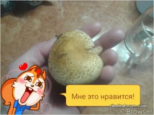 TMPDOODLE1509806131192.jpg