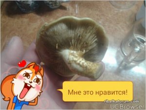 TMPDOODLE1509806154831.jpg