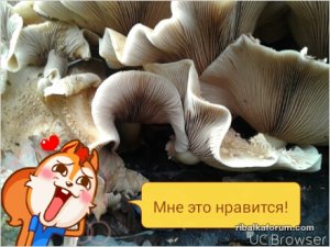 TMPDOODLE1509806180642.jpg