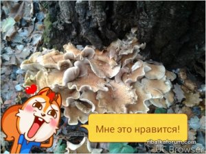 TMPDOODLE1509806204183.jpg