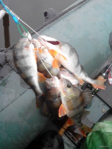 IMG_20171105_102335.jpg