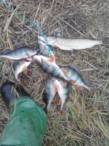IMG_20171105_135639.jpg