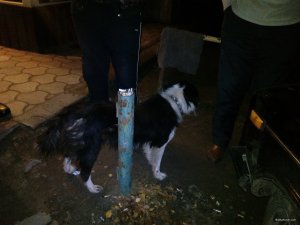 IMG_20171105_053923.jpg
