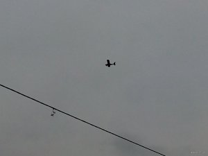 IMG_20171105_151831.jpg