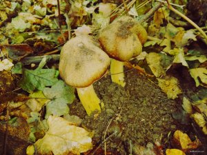 IMG_20171105_195034.jpg