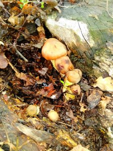 IMG_20171105_195157.jpg
