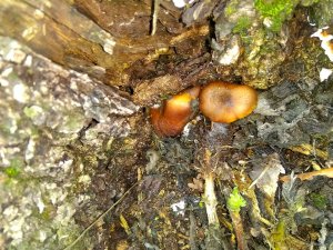 IMG_20171105_195109.jpg
