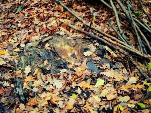 IMG_20171105_194633.jpg
