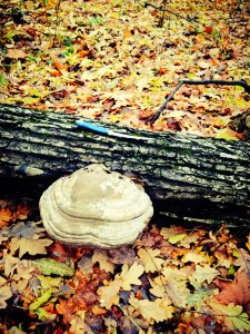 IMG_20171105_194942.jpg