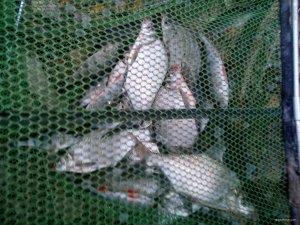 IMG_20171105_154854_1CS.jpg