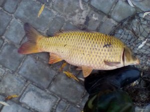 IMG_20171109_070712.jpg