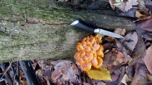 IMG_20171104_130257.jpg